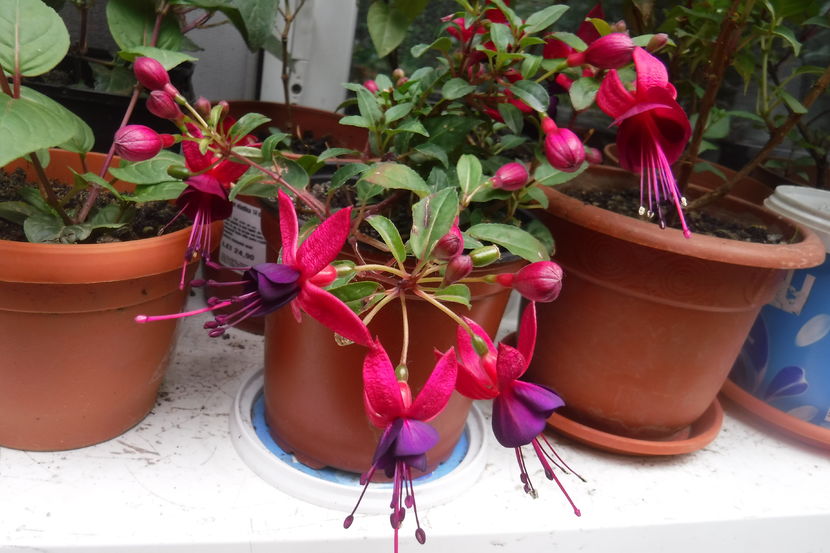  - Florile mele - 2017