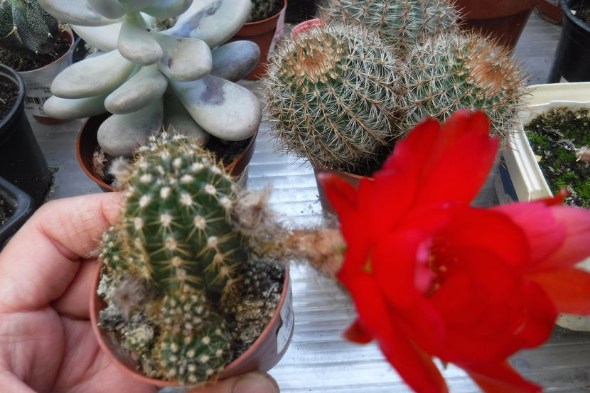  - Cactusi si suculente 2017