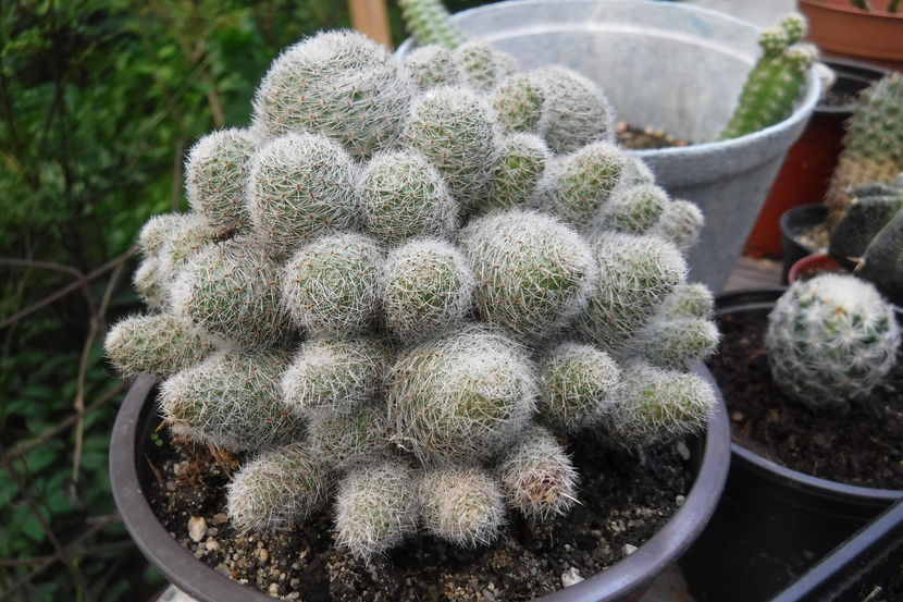  - Cactusi si suculente 2017