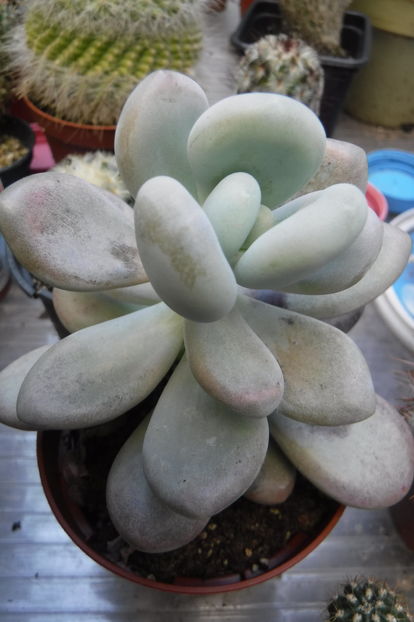  - Cactusi si suculente 2017