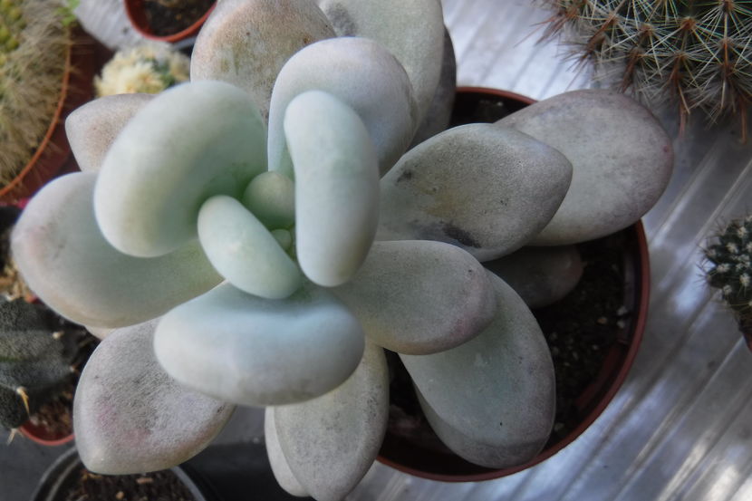  - Cactusi si suculente 2017