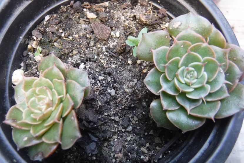  - Cactusi si suculente 2017