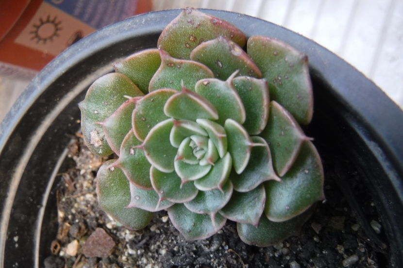  - Cactusi si suculente 2017