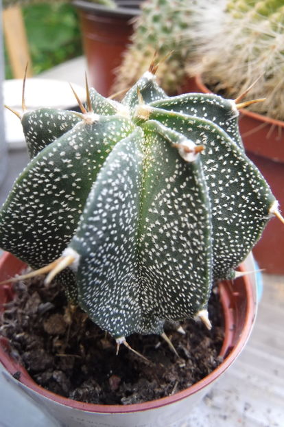  - Cactusi si suculente 2017