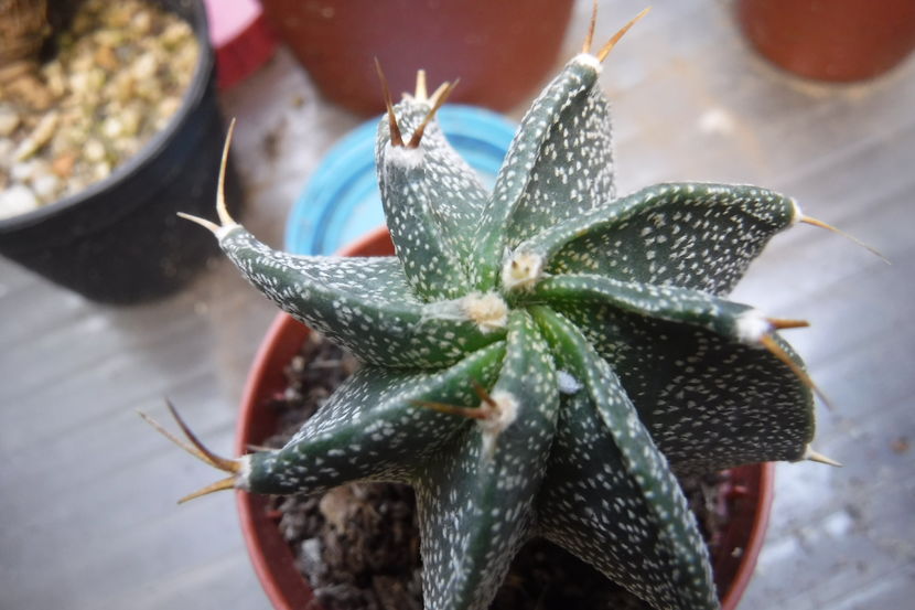  - Cactusi si suculente 2017