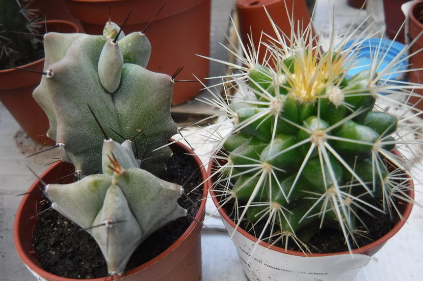  - Cactusi si suculente 2017