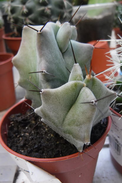  - Cactusi si suculente 2017