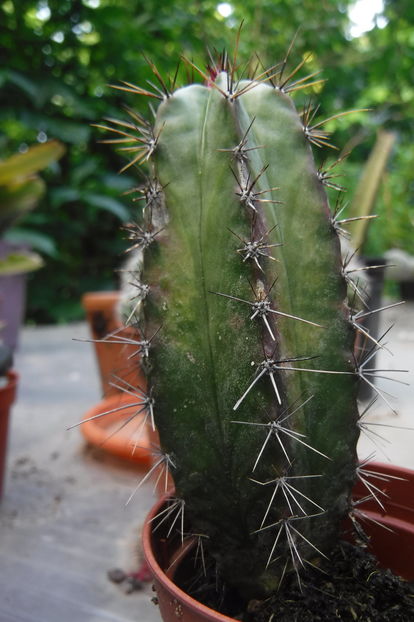  - Cactusi si suculente 2017