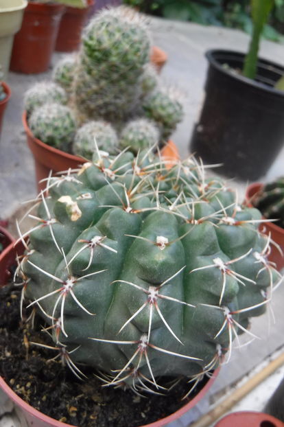  - Cactusi si suculente 2017