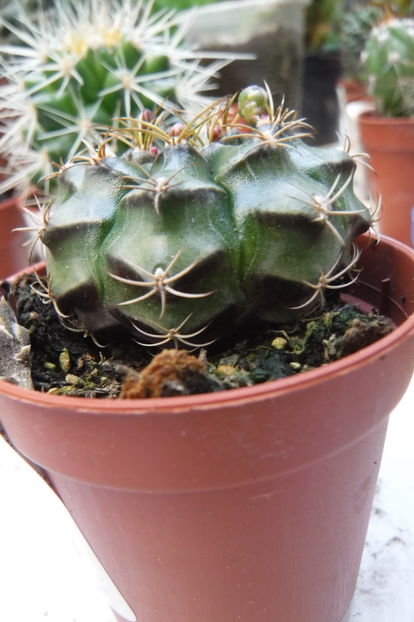  - Cactusi si suculente 2017