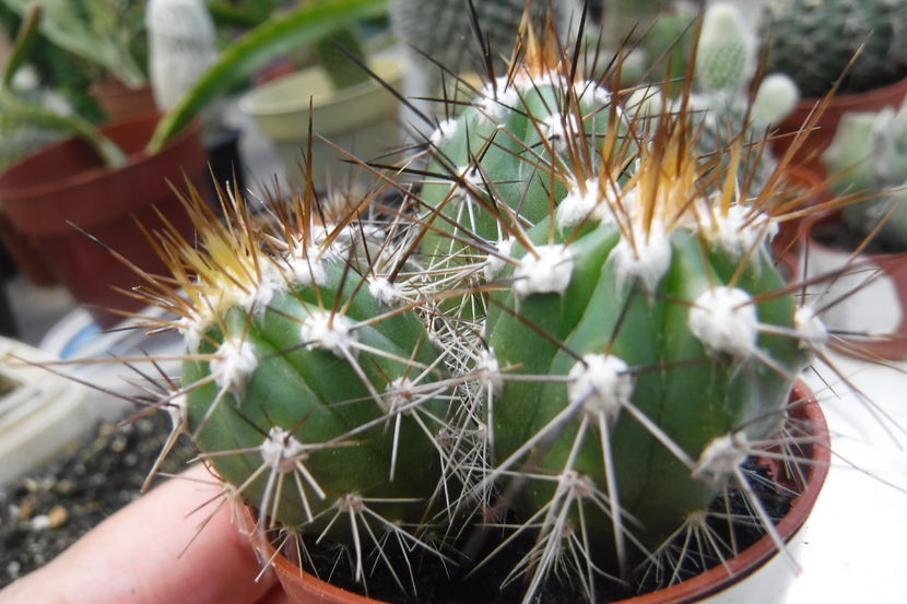  - Cactusi si suculente 2017