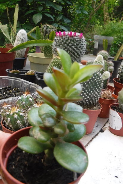  - Cactusi si suculente 2017