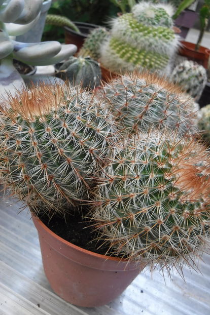  - Cactusi si suculente 2017