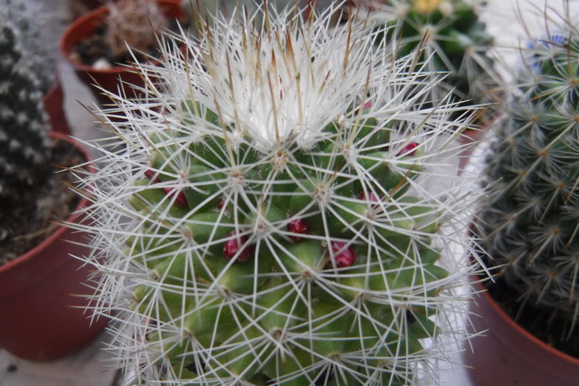  - Cactusi si suculente 2017