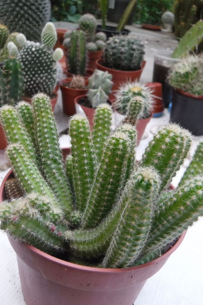  - Cactusi si suculente 2017