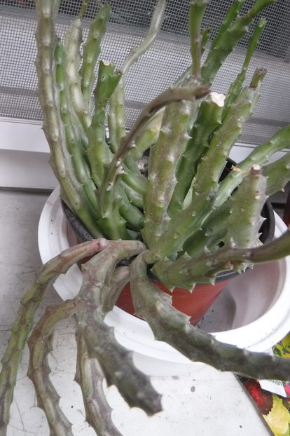  - Cactusi si suculente 2017
