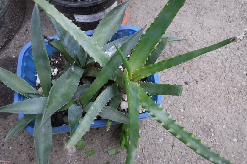  - Cactusi si suculente 2017
