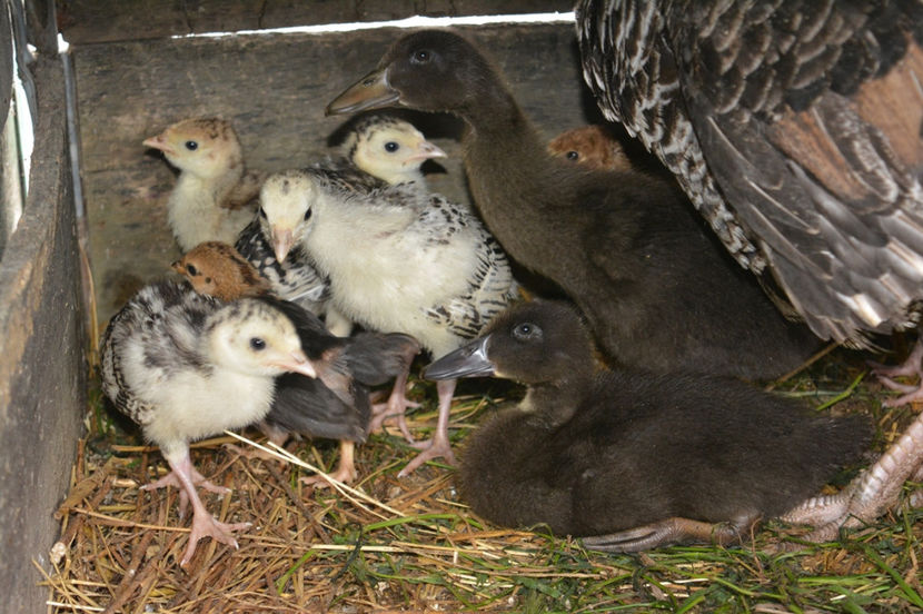 cayuga si curci - C - RATE