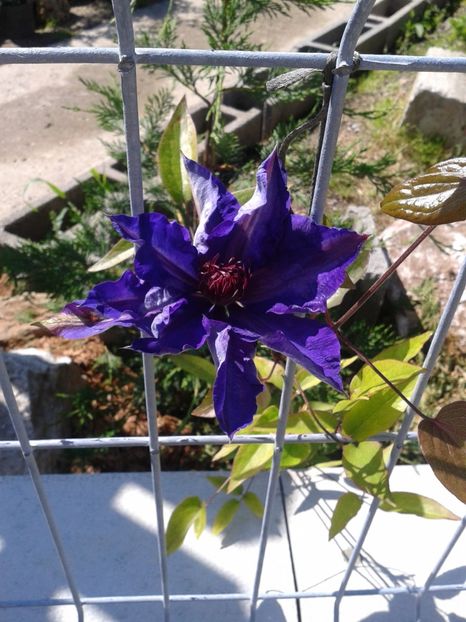 Fotografie0271 - 0 Achizitii 2016-2017