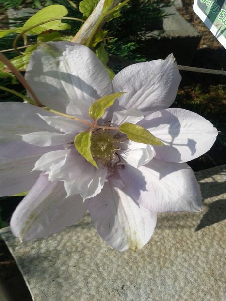 Fotografie0267 - 0 Achizitii 2016-2017