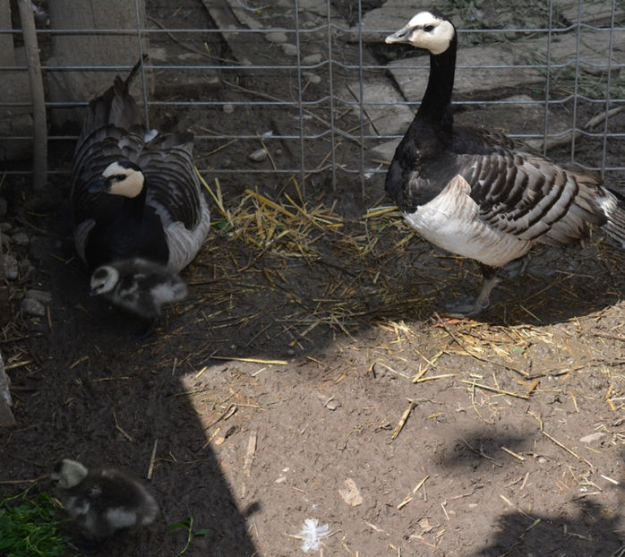 familia reunita - B5 - Gaste indiene si calugarite plus alte specii