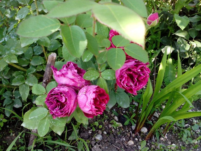 Baron girod de l'ain - 21 Mai 2017