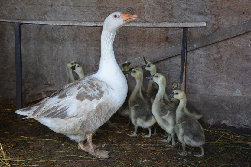 cele mai bune gaste closti si mame - B4 - Gaste comune
