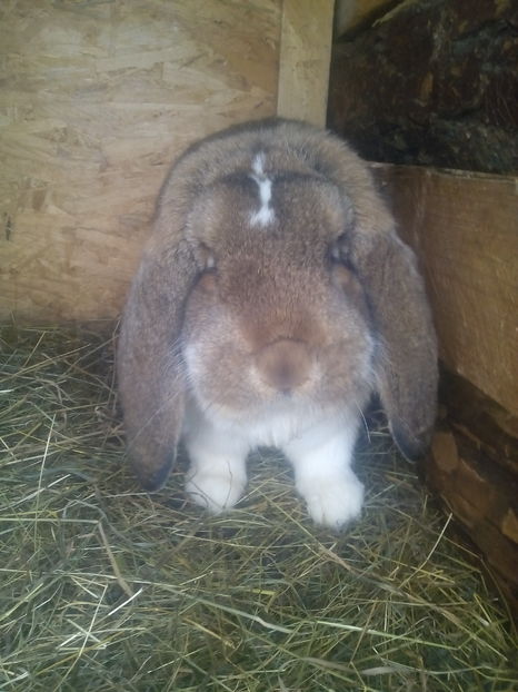 6.3 kg - FEMELA BG AGOUTI MANTULAT