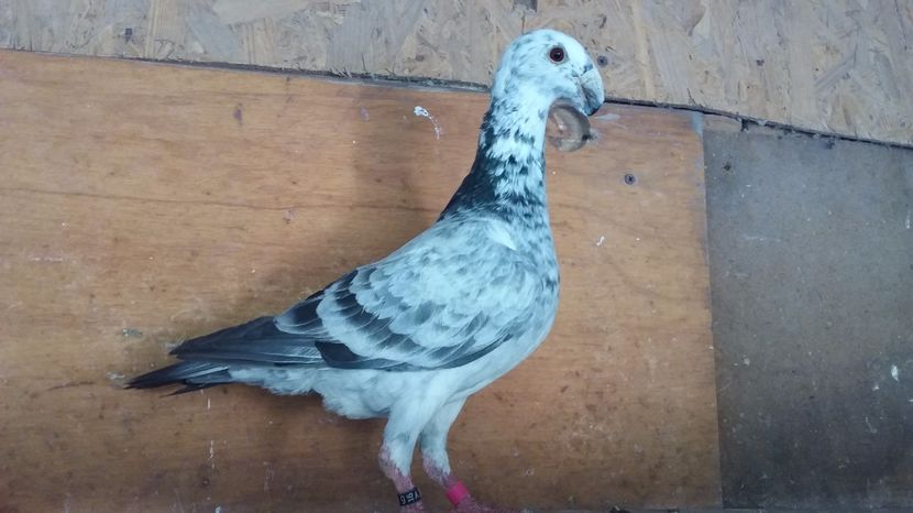 f 2016 perechea 2 - voiajori germani 2017