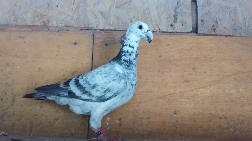 aceiasi - voiajori germani 2017