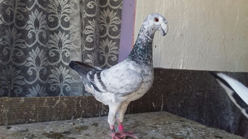 M 2016 perechea 2 - voiajori germani 2017