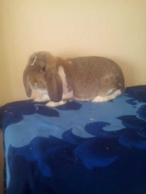  - FEMELA BG AGOUTI MANTULAT
