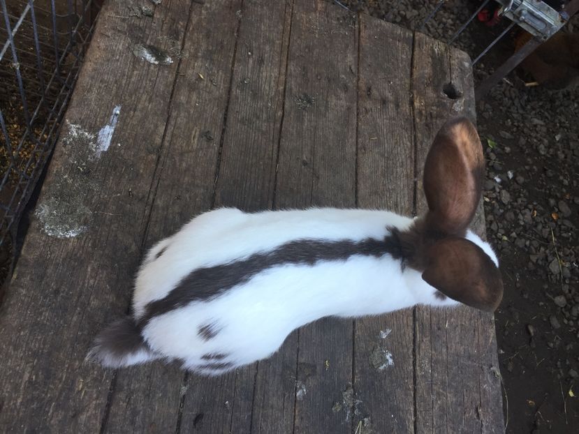  - Tineret fluture german productie proprie opriti pentru matca