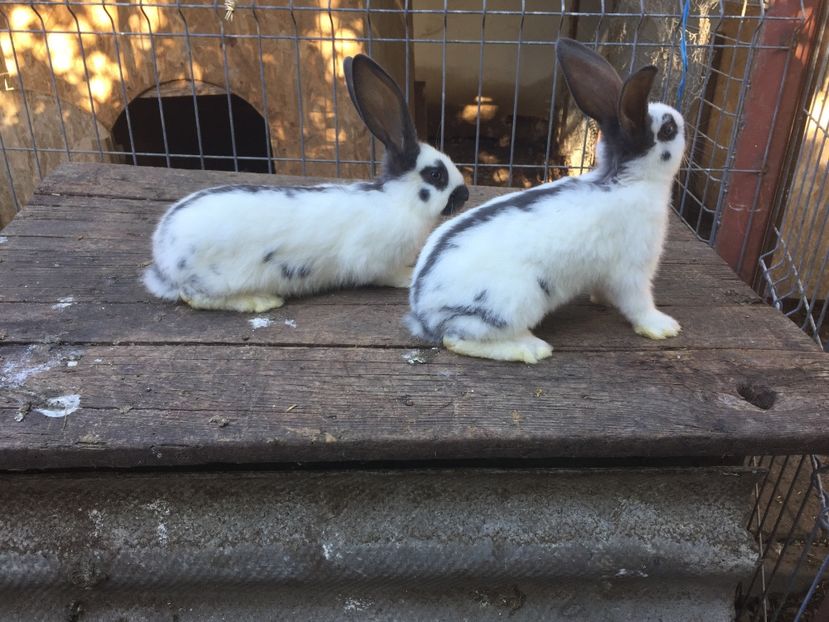 Femelute pestrit albastru - Tineret fluture german productie proprie opriti pentru matca