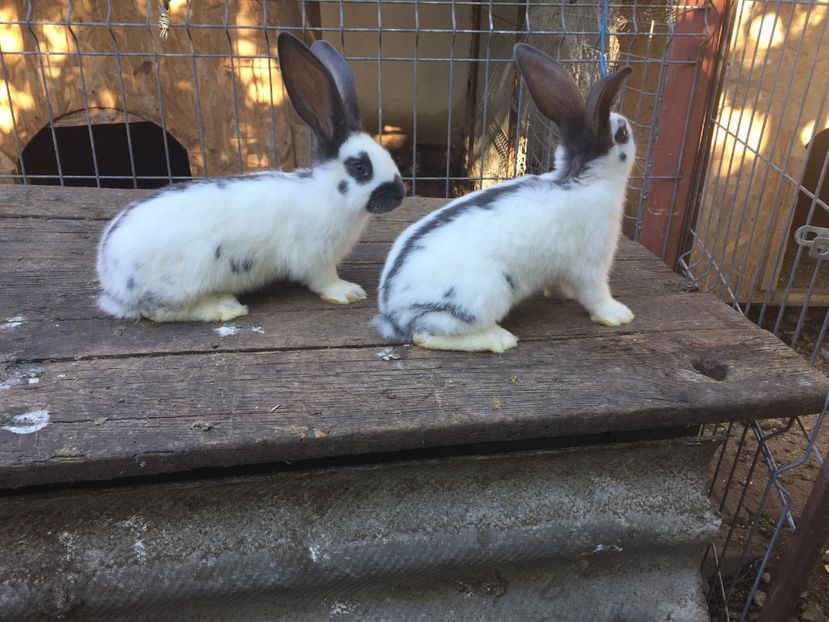  - Tineret fluture german productie proprie opriti pentru matca