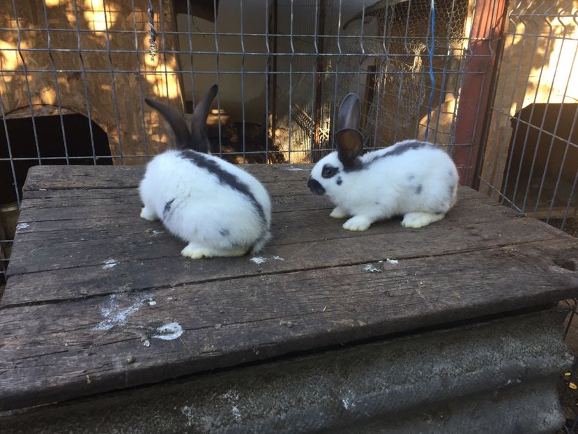  - Tineret fluture german productie proprie opriti pentru matca