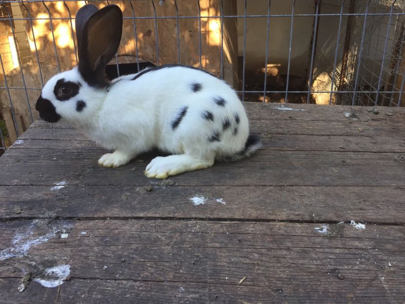 Femeluta pestrit negru - Tineret fluture german productie proprie opriti pentru matca