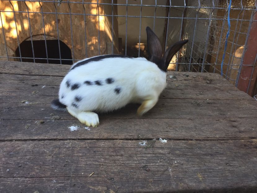  - Tineret fluture german productie proprie opriti pentru matca