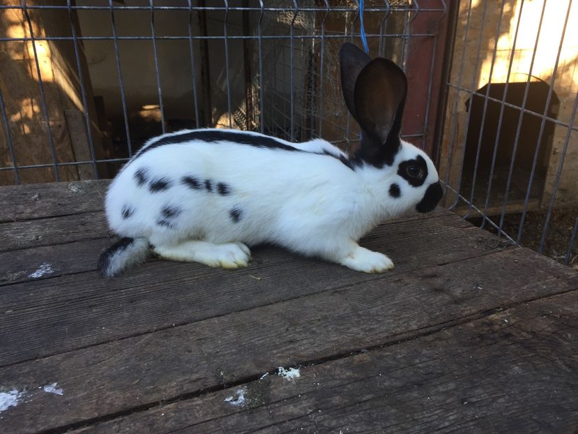  - Tineret fluture german productie proprie opriti pentru matca