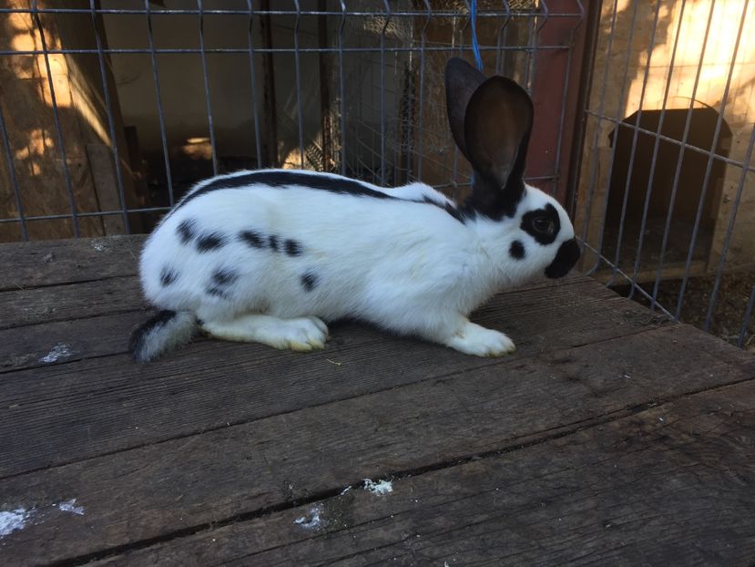  - Tineret fluture german productie proprie opriti pentru matca