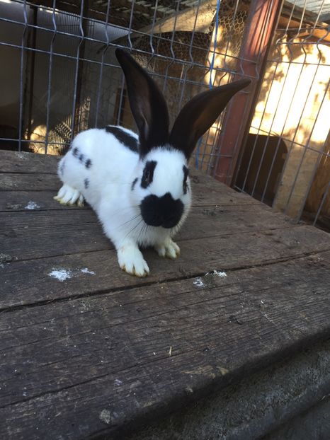  - Tineret fluture german productie proprie opriti pentru matca