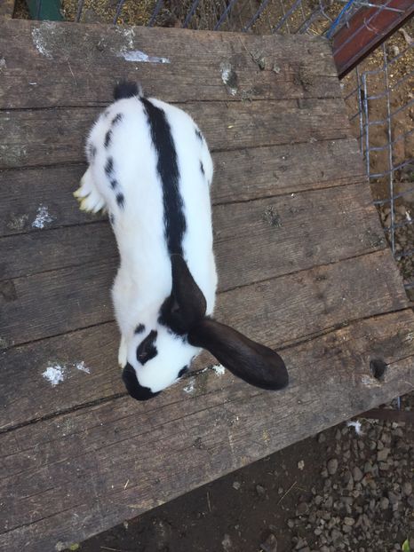  - Tineret fluture german productie proprie opriti pentru matca