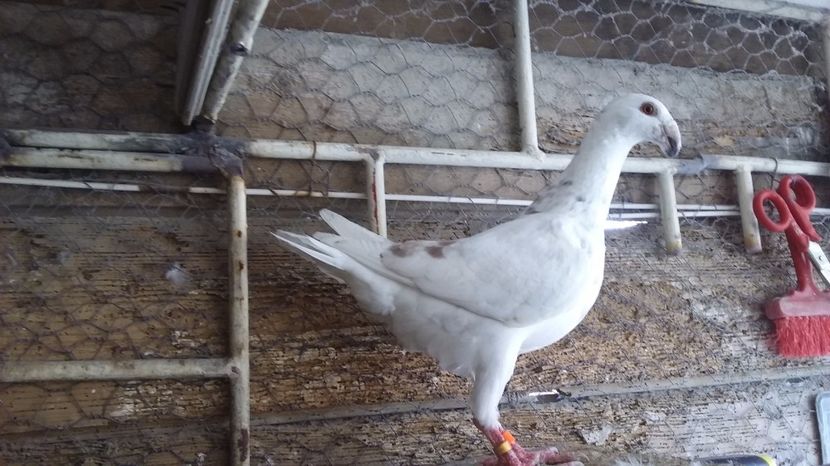  - Pui voiajori germani 2017