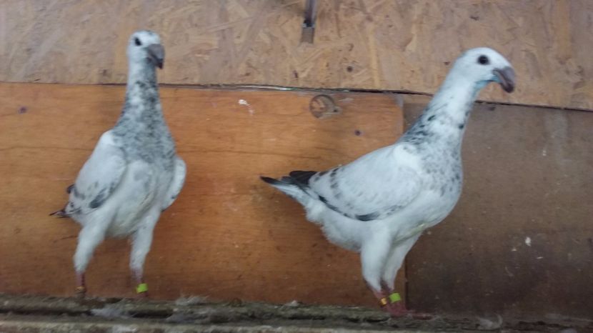  - Pui voiajori germani 2017