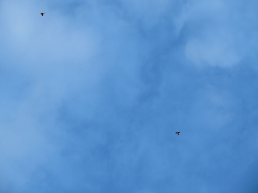 zbor de la ora 19 pana 7 dimineata - Zburătorii de noapte - liliecii