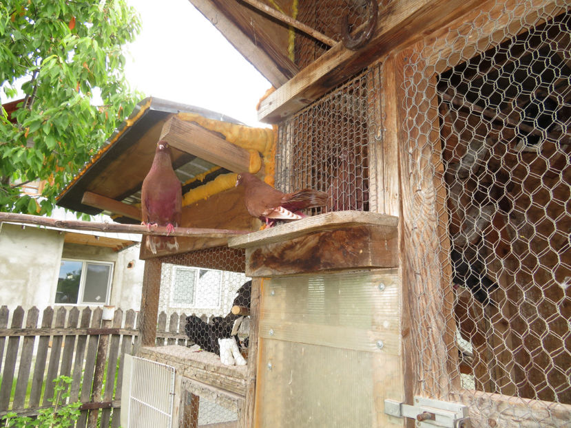 deschideti ....am venit - Zburătorii de noapte - liliecii