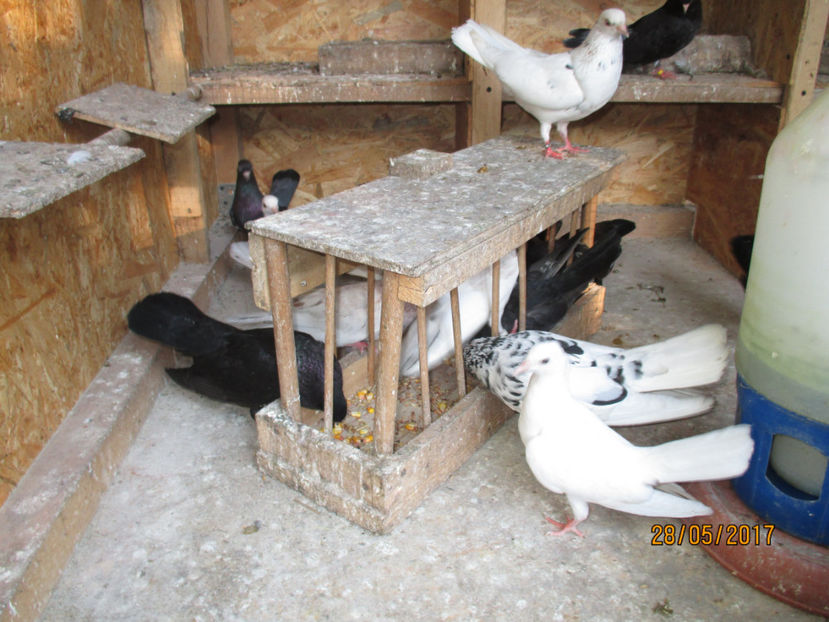  - Z ARHIVA ROLLERI DE SMIRNA 2017