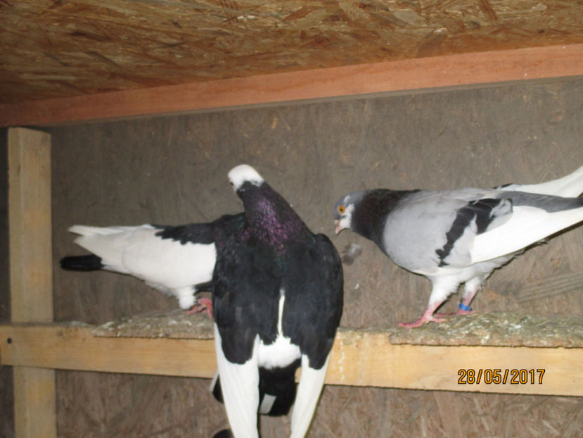  - 1 ROLLER DE BIRMINGHAM 2017