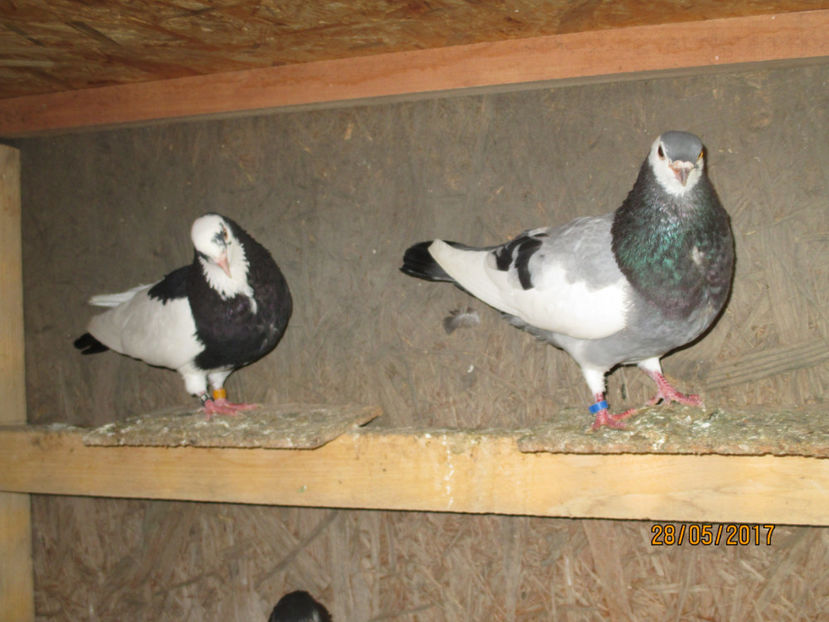  - 1 ROLLER DE BIRMINGHAM 2017