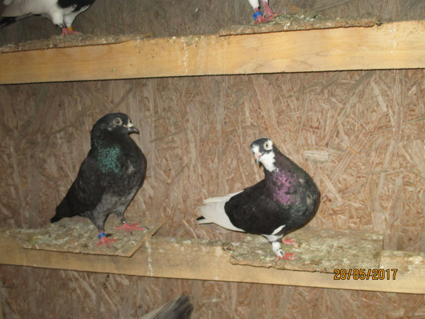  - 1 ROLLER DE BIRMINGHAM 2017